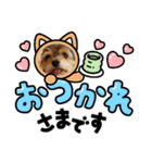 ミックス犬4兄弟のスタンプ 3（個別スタンプ：16）