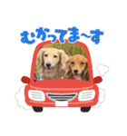 マメキラだっぺ兄妹③（個別スタンプ：10）