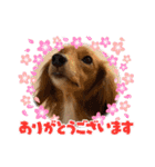 マメキラだっぺ兄妹③（個別スタンプ：26）