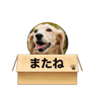 マメキラだっぺ兄妹③（個別スタンプ：33）