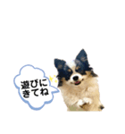 ピノちゃんwan♡（個別スタンプ：1）