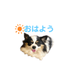 ピノちゃんwan♡（個別スタンプ：2）