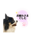 ピノちゃんwan♡（個別スタンプ：5）