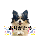 ピノちゃんwan♡（個別スタンプ：6）
