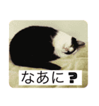 マイケル/ジャクソンスタンプ（個別スタンプ：1）