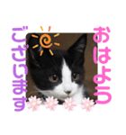小春びより1（個別スタンプ：3）