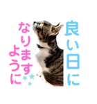 小春びより1（個別スタンプ：4）
