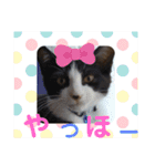 小春びより1（個別スタンプ：6）