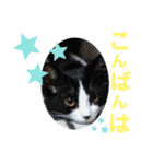 小春びより1（個別スタンプ：8）