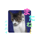 小春びより1（個別スタンプ：12）