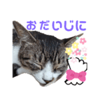 小春びより1（個別スタンプ：15）