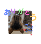 小春びより1（個別スタンプ：16）