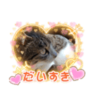 小春びより1（個別スタンプ：20）