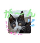 小春びより1（個別スタンプ：22）