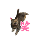 あんずちゃん パート2（個別スタンプ：7）