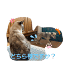 ゆるゆるキャッツ（個別スタンプ：3）