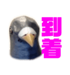 鳩バヤと猿子 日常（個別スタンプ：4）