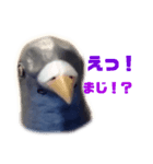 鳩バヤと猿子 日常（個別スタンプ：7）