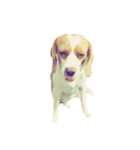 lemonbeagle2（個別スタンプ：2）