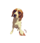 lemonbeagle2（個別スタンプ：6）