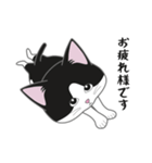 にゃんちょこりん【白黒ハチワレ猫】（個別スタンプ：1）