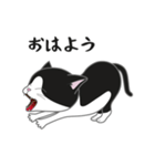 にゃんちょこりん【白黒ハチワレ猫】（個別スタンプ：2）