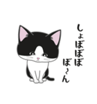 にゃんちょこりん【白黒ハチワレ猫】（個別スタンプ：5）