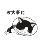 にゃんちょこりん【白黒ハチワレ猫】（個別スタンプ：30）