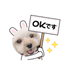 愛犬エイト♡No.4（個別スタンプ：1）
