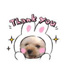 愛犬エイト♡No.4（個別スタンプ：2）