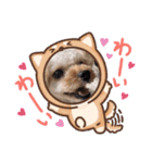 愛犬エイト♡No.4（個別スタンプ：10）