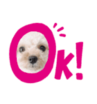愛犬エイト♡No.4（個別スタンプ：14）