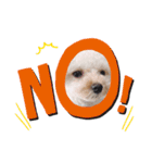 愛犬エイト♡No.4（個別スタンプ：15）