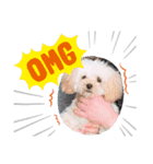 愛犬エイト♡No.4（個別スタンプ：16）