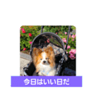 ぱぴぱぴパピヨン39（個別スタンプ：3）