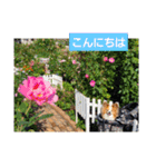 ぱぴぱぴパピヨン39（個別スタンプ：5）