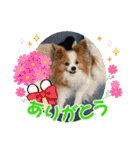 ぱぴぱぴパピヨン39（個別スタンプ：7）