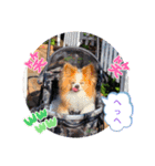 ぱぴぱぴパピヨン39（個別スタンプ：9）