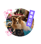 ぱぴぱぴパピヨン39（個別スタンプ：13）