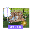 ぱぴぱぴパピヨン39（個別スタンプ：20）