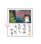 ぱぴぱぴパピヨン39（個別スタンプ：21）