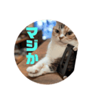 もこの本音が出ちゃうスタンプ（個別スタンプ：6）