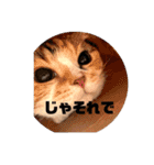 もこの本音が出ちゃうスタンプ（個別スタンプ：8）