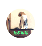 もこの本音が出ちゃうスタンプ（個別スタンプ：10）