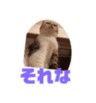 もこの本音が出ちゃうスタンプ（個別スタンプ：14）