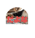 もこの本音が出ちゃうスタンプ（個別スタンプ：15）