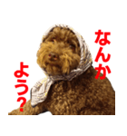 トイプーのまろちゃん Ver2.0（個別スタンプ：6）