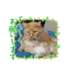 トラとの幸せライフ4“（個別スタンプ：16）