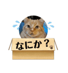 トラとの幸せライフ4“（個別スタンプ：19）