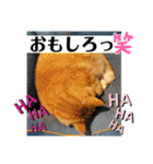 トラとの幸せライフ4“（個別スタンプ：23）